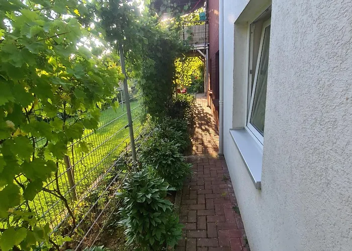 Daire Suedharzperle *